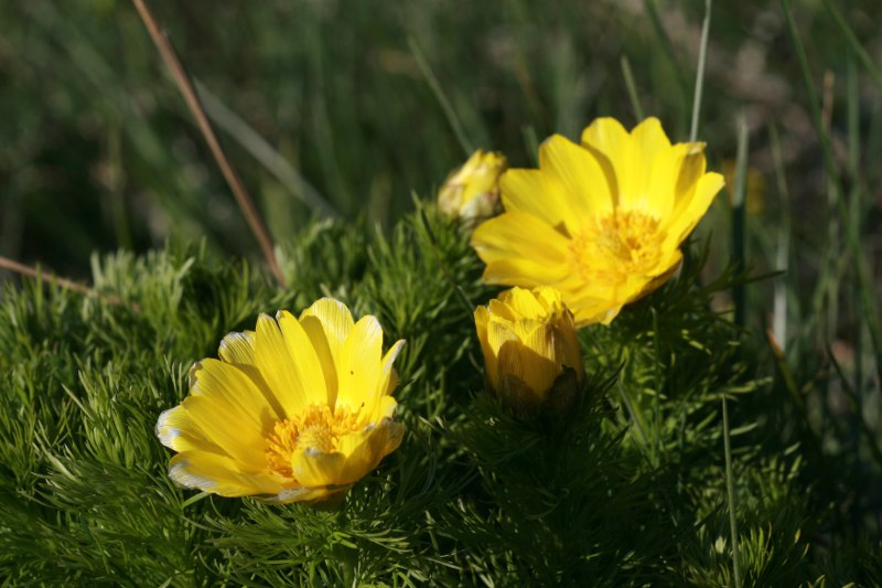 Adonis vernalis / Adonide gialla